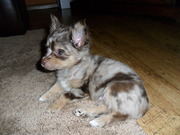 honden foto van Joda Krieltje en Bertha