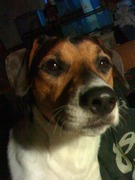 honden foto van nathalie