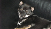 honden foto van carmen