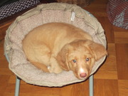 honden foto van Noordzeenl