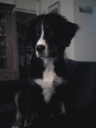 honden foto van tiny