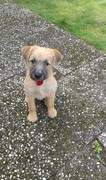 honden foto van marcel