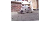 honden foto van monica