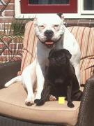 honden foto van sharon