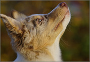 honden foto van Bea