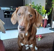 honden foto van ~ ~ ~ Mellow ~ ~ ~