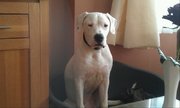 honden foto van ilse