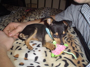 honden foto van lucky en angel