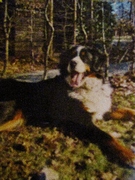 honden foto van jana