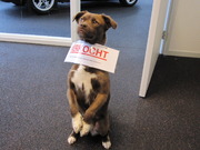 honden foto van Lizanne 