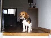 honden foto van judith weerheim