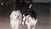 honden foto van Samantha