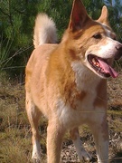 honden foto honden foto van Marja