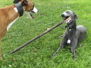 honden foto van Ben en Barbarella