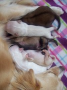 honden foto honden foto van Adrijana van Bruggen