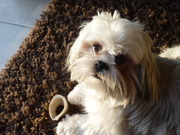 honden foto van Nicolas Terrie