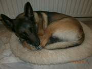 honden foto van jolanda