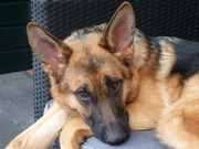 honden foto van M.berendse