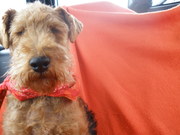 honden foto van janenjoao