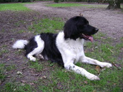 honden foto honden foto van Wiebel