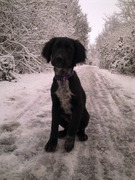 honden foto van Judit 