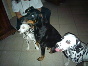 honden foto van Beppie Pieters