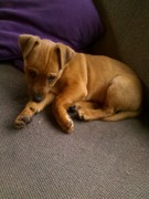 honden foto honden foto van gerdien