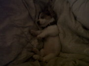 honden foto van rutger