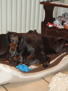 honden foto van Janneke