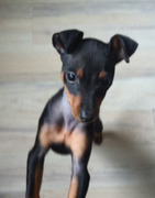 honden foto honden foto van Anja