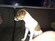 honden foto van Talin