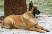 honden foto van xavier
