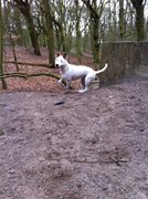 honden foto van raquel