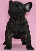 honden foto van romy