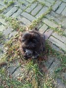 honden foto van Elise