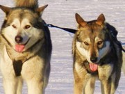 honden foto van Patrick