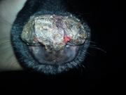 honden foto van Samantha verdoes