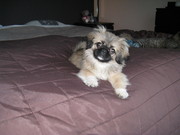 honden foto van louise