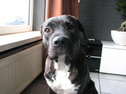 honden foto van Djanga&Pasha
