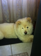 honden foto van Chico