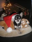 honden foto van Stéphanie