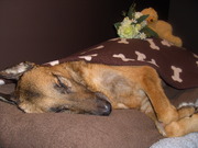 honden foto van charlotte steyaert