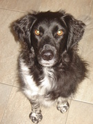 honden foto van Walter Witsmeer