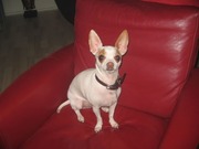 honden foto honden foto van Marianne