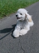 honden foto van elien