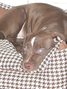 honden foto honden foto van daisy