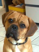 honden foto van Rambo