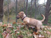 honden foto van krista