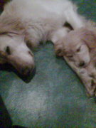 honden foto van Felicie