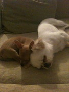 honden foto van Colinda Angel&Draak